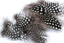 Close Up Of Fine Spotted Fluffy Guinea Fowl Feathers