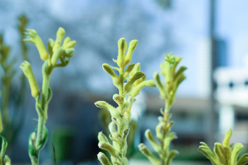 Growing Plant. stock image of the small plant growing