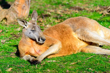Lazy Australian Kangaroo