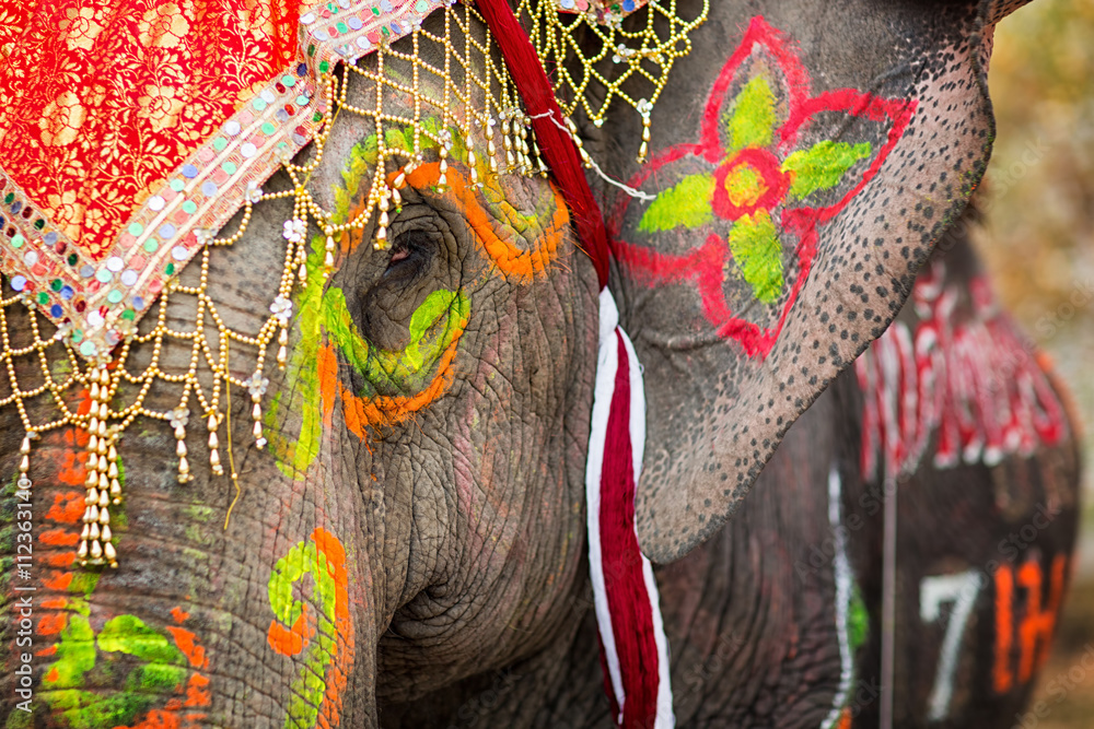 Close up of colorful painted elephant head - obrazy, fototapety, plakaty 