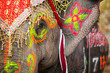 Close up of colorful painted elephant head