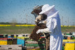 Beekeepers with bees swarming around them