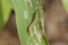 Fall Armyworm Spodoptera Frugiperda (Smith 1797) On The Corn Leaf