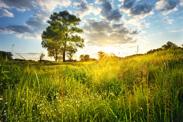 Wall Mural - field with flowers and a tree