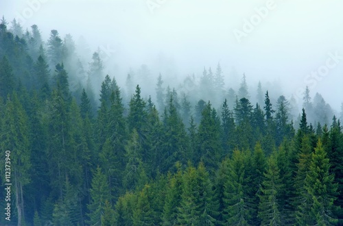  Fototapeta z lasem we mgle   drzewa-we-mgle