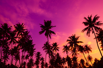 Wall Mural - Tropical palm trees silhouettes at sunset