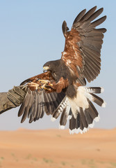 hawk gird about to land in a desert near dubai, uae