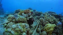 Black Octopus Is Hiding In A Coral Reef And Looking At The Camera. Underwater Shooting