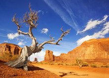 Dry Tree At The Side Of A Dirt Road In Monument Valley