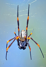 Australian Female Golden Orb Weaver Spider