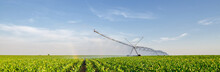 Agricultural Irrigation System Watering Corn Field In Summer