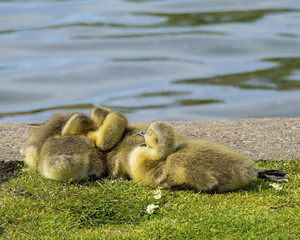 Canvas Print - Ducklings