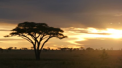 Wall Mural - Typical African golden sunset with Acacia tree in Serengeti Tanzania