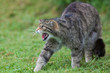 Scottish Wildcat (Felis silvestris silvestris)