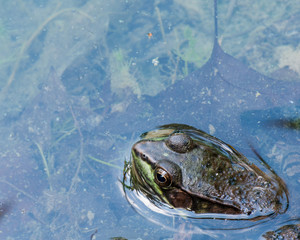 Poster - Bullfrog Sitting In A Swamp.