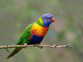 Canvas Print - Rainbow lorikeet (Trichoglossus moluccanus)