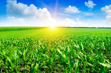 Beautiful sunrise on green cornfield