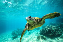 Giant Tortoise Close-up Swims Underwater Ocean Background Of Corals