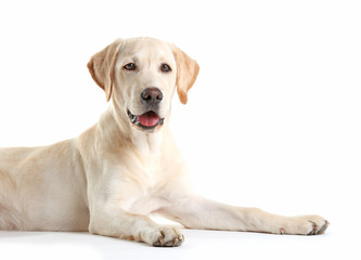 Wall Mural - Cute Labrador dog sitting isolated on white