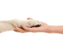 Female Hand Holding Puppy's Paw Isolated On White