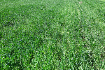 Sticker - Green wheat crops field