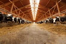Herd Of Young Cows In Cowshed