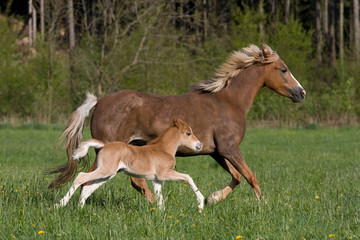 Pony mare with little foal