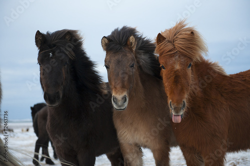 Plakat Trzy pięknego kostrzewiastego Islandzkiego konia w zimie.