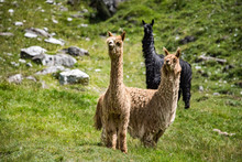 Alpaca Portrait While Looking At You On Grass Background