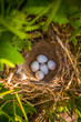 © pelinoleg - sparrow eggs in nest