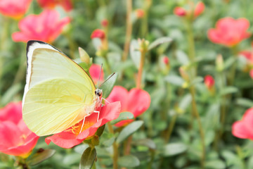 Wall Mural - butterfly yellow color on pink flower in the garden