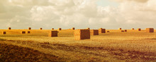 Panoramic Image Of Gold Wheat Haystacks Field At Sunset Light
