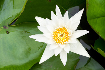 Wall Mural - white lotus color flowers on the pond