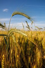 Wall Mural - Wheat field closeup