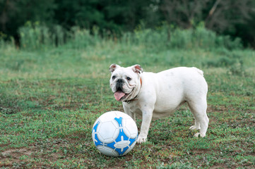 white English bulldog playing with soccer ball on the green field