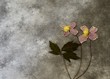 Condolence card - dry flowers