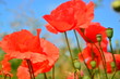 red poppies on green field on sky
