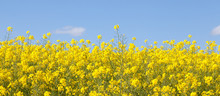 Panoramic Banner Of Bright Yellow Rapeseed  Flowers, Rape, Colza, Rapaseed, Oilseed, Canola,  Closeup Against S Sunny Blue Sky