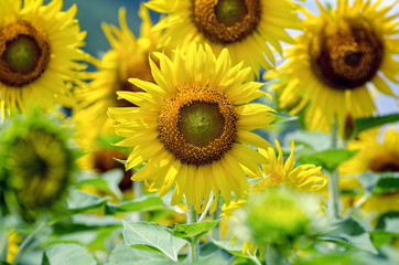 Canvas Print - Many yellow flower of the Sunflower or Helianthus Annuus blooming in the farm, Thailand