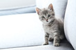 Beautiful little cat on a grey sofa