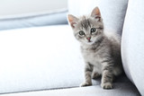 Fototapeta Koty - Beautiful little cat on a grey sofa