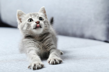 Wall Mural - Beautiful little cat on a grey sofa