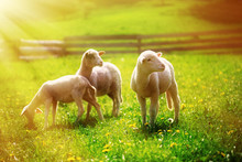 Little Lambs Grazing On A Beautiful Green Meadow With Dandelion.