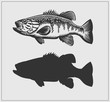 Bass fish illustration.
