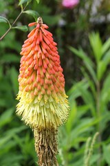 Wall Mural - Kniphofia