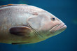 Closeup of a grouper fish