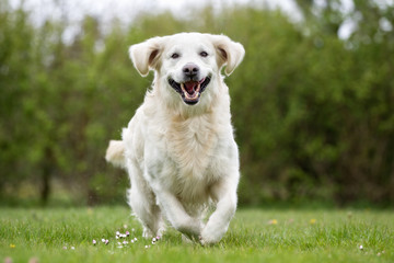 Poster - Golden Retriever dog running outdoors in nature