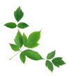 © cosma - Green Leaves Border