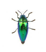  Metallic Wood-boring Beetle  Isolated On White Background.