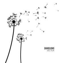 Vector Dandelion Silhouette. Flying Dandelion Buds Black On White.